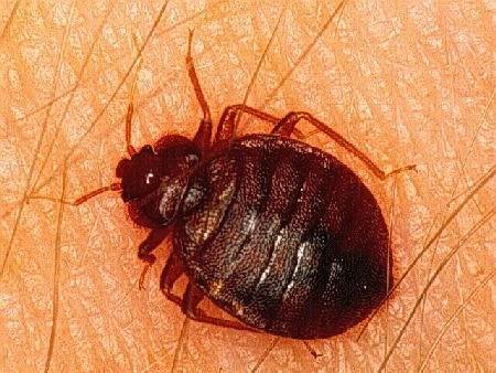 Picture of Bed Bug