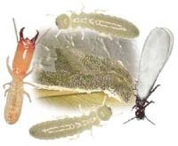 termite treatment services